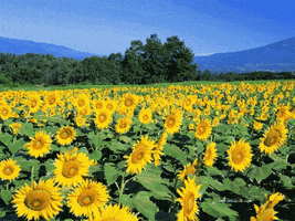summer sunflower GIF