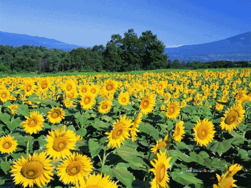 Summer Flowers Gifs Get The Best Gif On Giphy