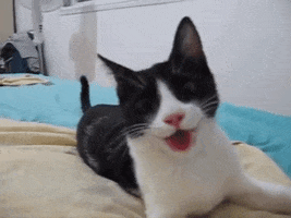 anneliesarendsen  GIF