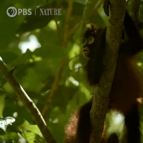 Costa Rica Family GIF by Nature on PBS