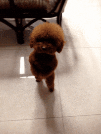 Dancing Puppy GIFs - Get the best GIF on GIPHY
