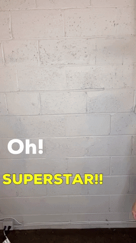Superstar Pam GIF by Paws Around Motown