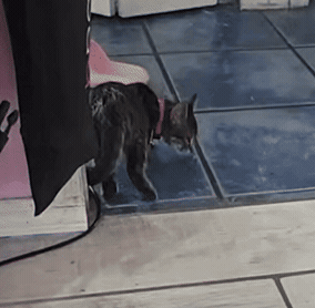 Cat GIF