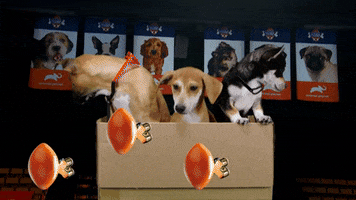 Animal Planet Football GIF by Puppy Bowl