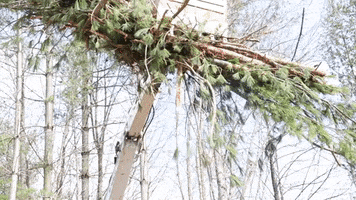 Pine Tree Heavy Equipment GIF by JC Property Professionals