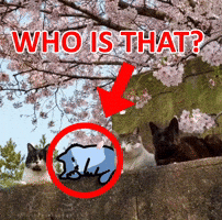 Cat Who Is That GIF