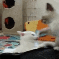cat love GIF by The Videobook
