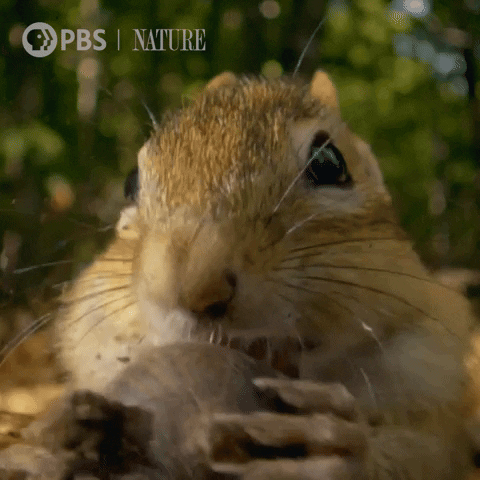 Hungry Squirrel GIF by Nature on PBS