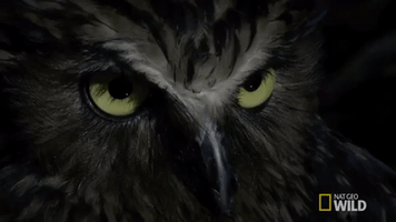 staring national geographic GIF by Nat Geo Wild