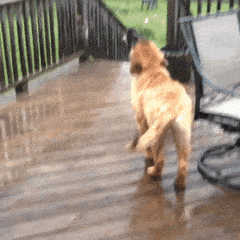 Rainy Day Dog GIF