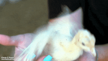 200.gif?cid=fc005b08e288ce6f27a6ff51d77df01b68cc869cfc9d0a5d&rid=200.gif&ct=g