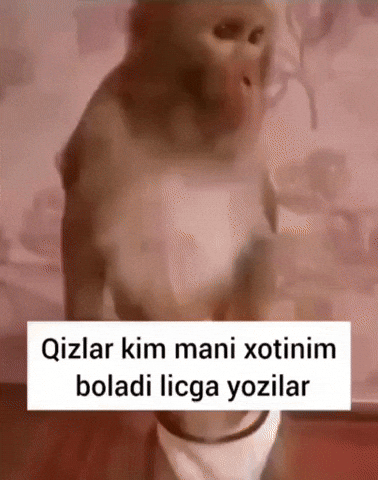 Czz GIF