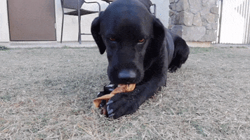Dogs GIF
