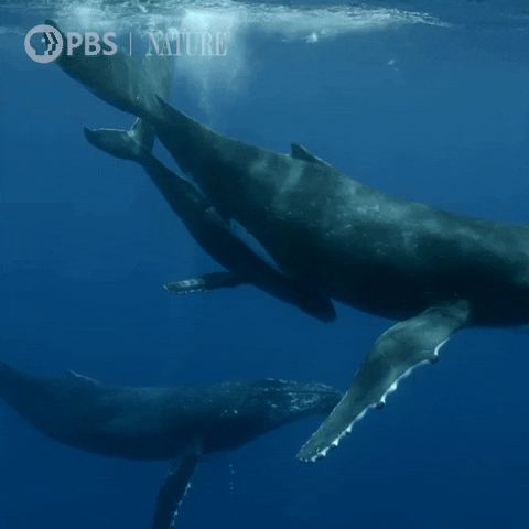 Pbs Nature Swimming GIF by Nature on PBS
