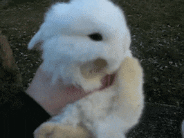 Rabbit GIFs - Find & Share on GIPHY