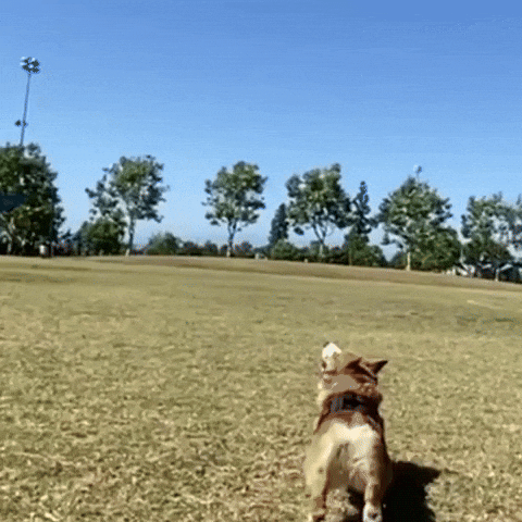Corgi Cute Dog GIF