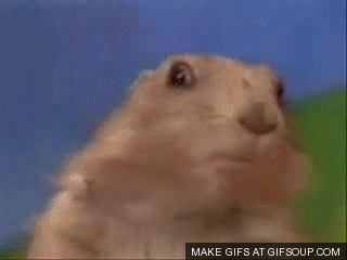 chipmunk