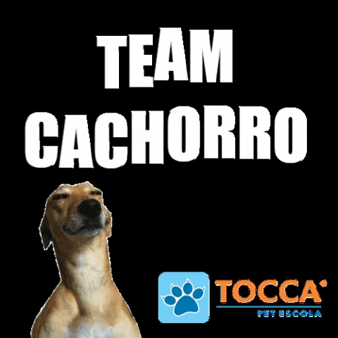 Tocca Pet Escola GIF