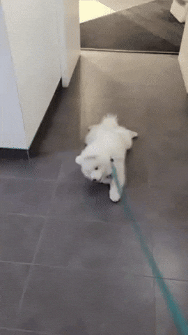 Puppy GIF
