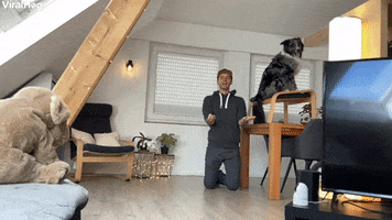 Clever Doggy Shows Complete Trust GIF by ViralHog