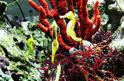 aquarium coral GIF