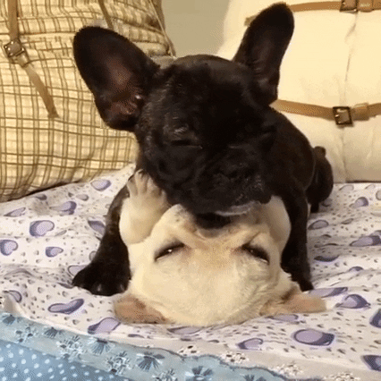 luanazgd  GIF