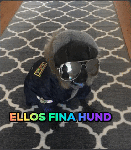 Hund GIF