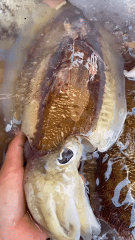 369Fish GIF