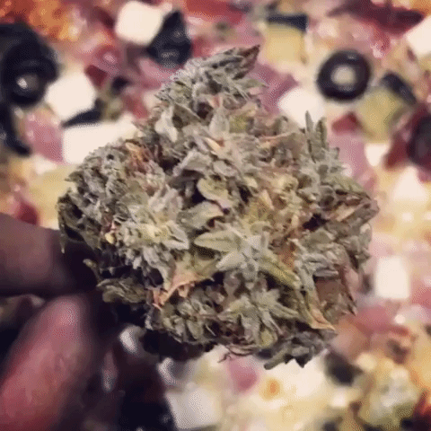 GIF by Elite Seeds and Products SL