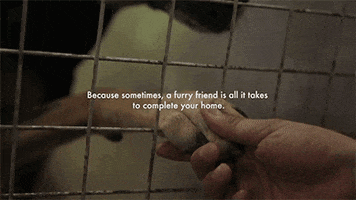 stray dogs dog GIF by HuffPost