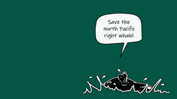 nprightwhale whale conservation right whale north pacific right whale GIF