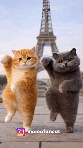 Momofuncat GIF