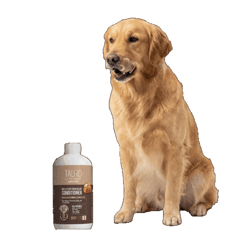 Labrador Retriever Sticker by KIKA Lietuva