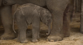 baby skull GIF