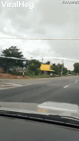 Herd Of Cows Wait For Traffic Signals To Cross Road GIF by ViralHog