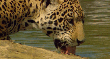 Big Cats Jaguar GIF