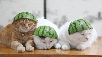 cat hat watermelon helmet