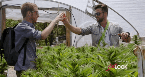 handshake johnny bananas GIF by 1st Look by 1stLookTV