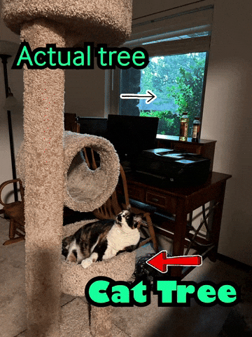 Cat Tree GIF