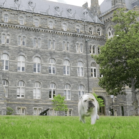 bull dog GIF by GeorgetownUniversity