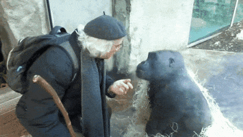 Gorilla GIF