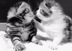 kitten kissing GIF