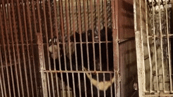 Moon Bear GIF by Animals Asia
