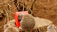 London Zoo Meerkats Get Mail Box for Santa Letters