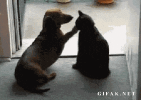 Dog Vs Cat GIFs - Find & Share on GIPHY