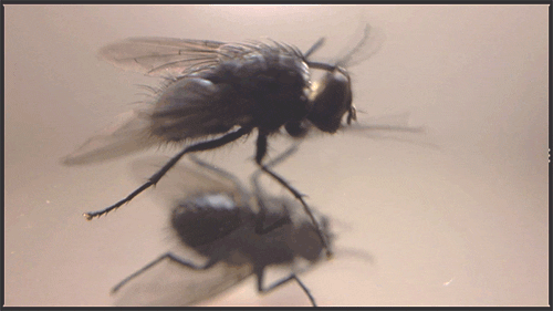 fly insect GIF