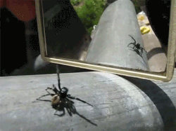 spiders