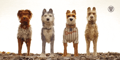wes anderson dogs GIF by Fox Searchlight