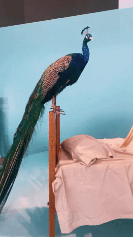 Singapore GIF