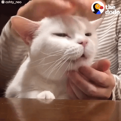 purring cat GIF by The Dodo